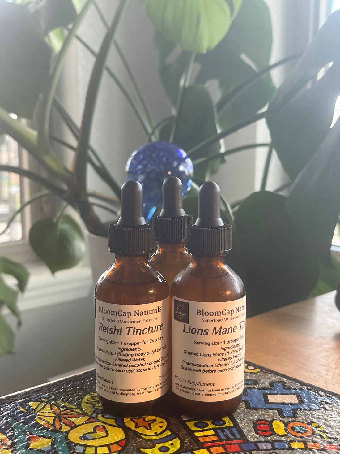 How I Started Cultivating Reishi & Lion’s Mane for Mind & Body